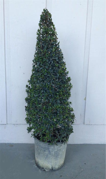 Eugenia Globulus Cone Topiary (Zone 9 through 11)